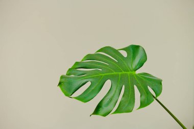 Beyaz arka planda çok büyük yeşil bir bitki yaprağı.