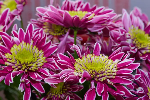 Flores vermelhas amarelas e folhas verdes fechar — Fotografia de Stock