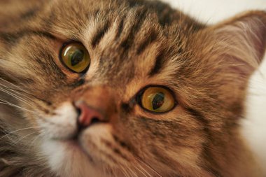 Kahverengi tekir kedinin yüzü. Yaklaş.