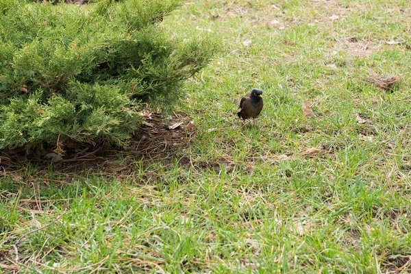 Un oiseau au bec jaune est assis sur l'herbe — Photo