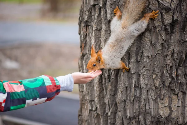 L'écureuil descend de l'arbre et mange des mains — Photo