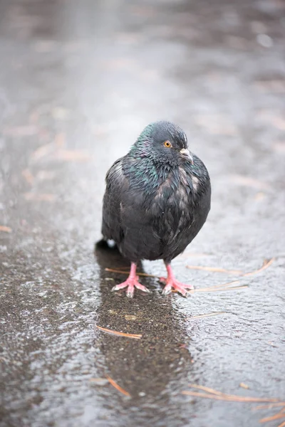 a fat pigeon gets wet in the rain
