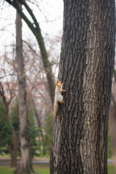 Um esquilo grande sobe de uma árvore no parque — Fotografia de Stock