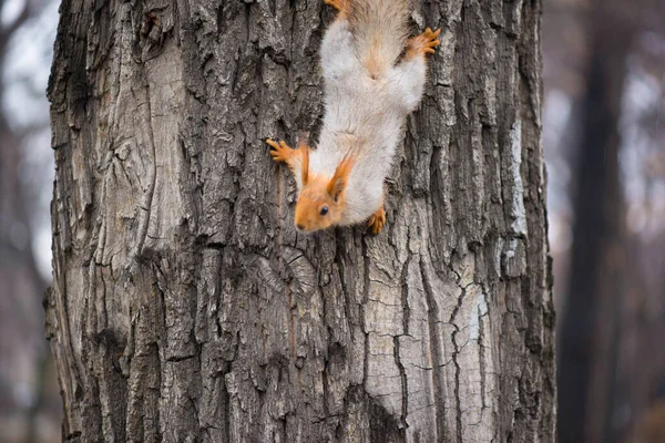 Hermosa ardilla roja desciende del árbol — Foto de Stock