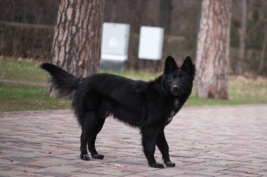 Bilinmeyen bir köpek parkta yürüyor.