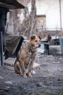 Büyük kahverengi bahçe köpeği tasmalı oturuyor.