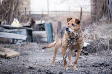 Küçük kulakları zincirli bir köpek oturur.