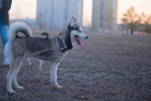 husky walks with other dogs of different breeds in the park