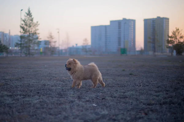 Задушить щенка, гуляющего в парке по вечерам — стоковое фото