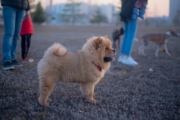 Chow-chow bitch dog walking in the park — Stock Photo, Image