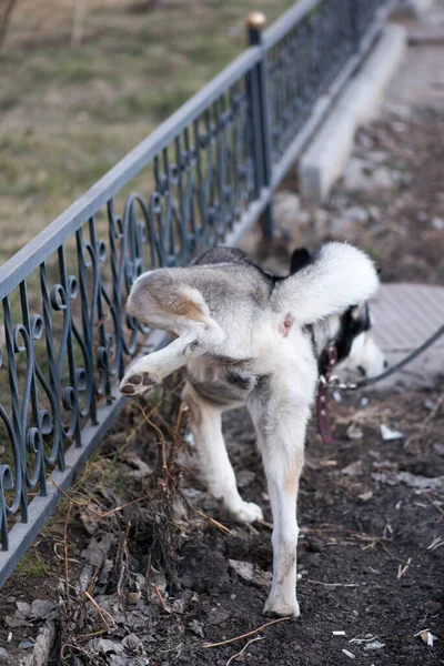 Husky perro en tres piernas meando en la valla — Foto de Stock