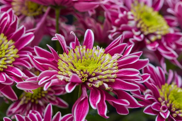 Gerbera flores vermelhas e folhas verdes fechar — Fotografia de Stock