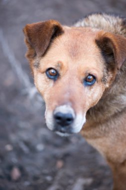 Üzgün gözlü bir köpeğin kafası.