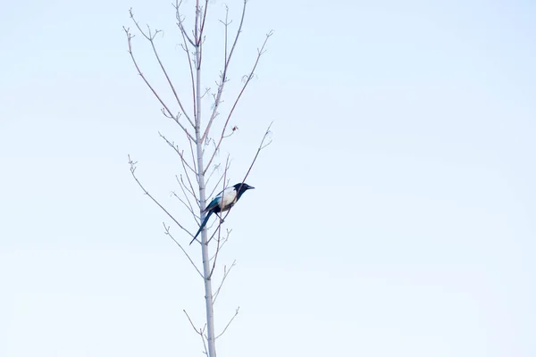 Une pie est assise sur un arbre — Photo