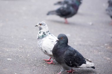 Parkta iki güvercin yürüyor.