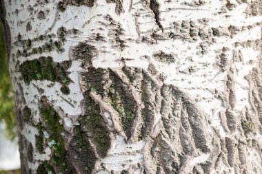 Beyaz huş ağacının gövdesi çok güzel bir dokuyu kapatır.