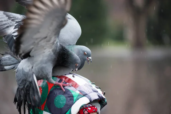 Deux pigeons assis sur la tête des garçons — Photo