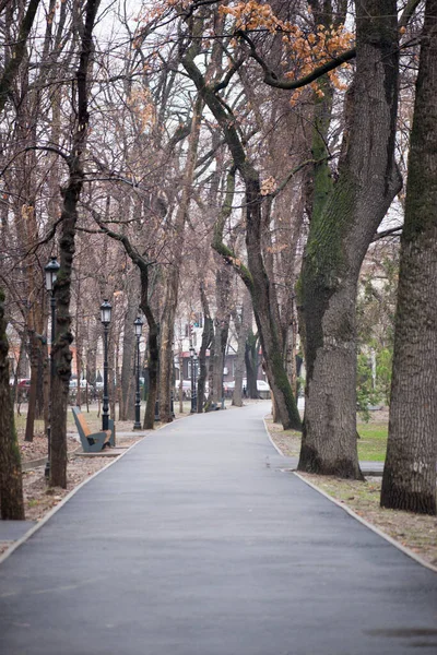 large trees grow along the path in Almaty