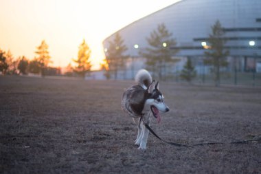 Üç bacaklı yakışıklı kurt köpekleri gezdiriyor.