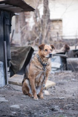 Tasmalı güzel kahverengi bahçe köpeği oturur