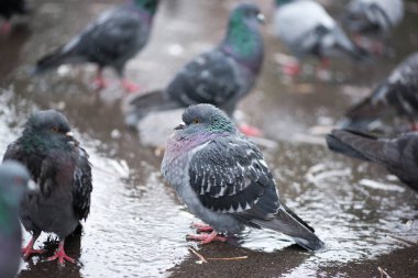 Kuşlar yağmurun dinmesini bekliyor.