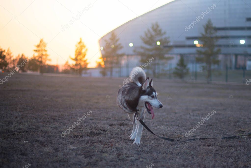 handsome husky with three legs walking the dogs