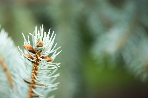 Zweig der Blaufichte im Park — Stockfoto