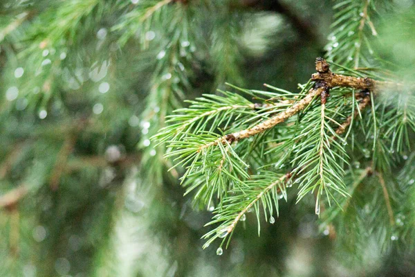 公园里的一丛丛带有雨滴的云杉 — 图库照片