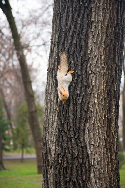 Grauhaarige schöne Eichhörnchen steigt vom Baum — Stockfoto