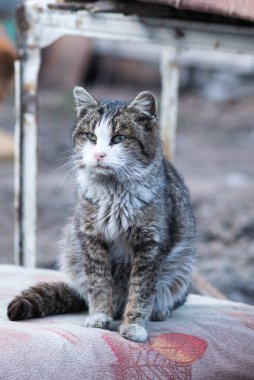 Yazın hasta, yaşlı kedi demircisi.