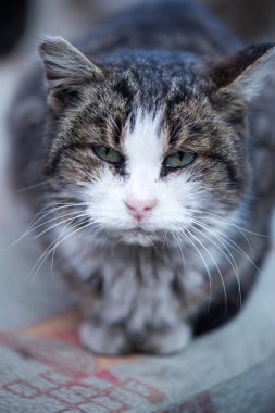 Yazın korkunç yaşlı kedi demircisi.