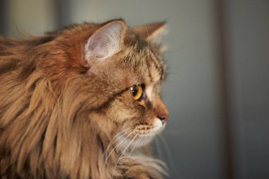 Kahverengi bir kedinin kafasının yan görünüşü