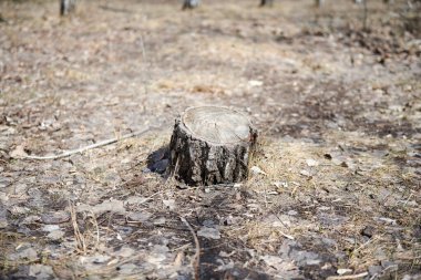 Ormanda küçük bir ağaç kesiği.