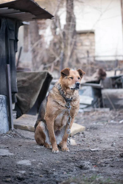 Schattig hond zit op een ketting in de tuin van het huis — Stockfoto