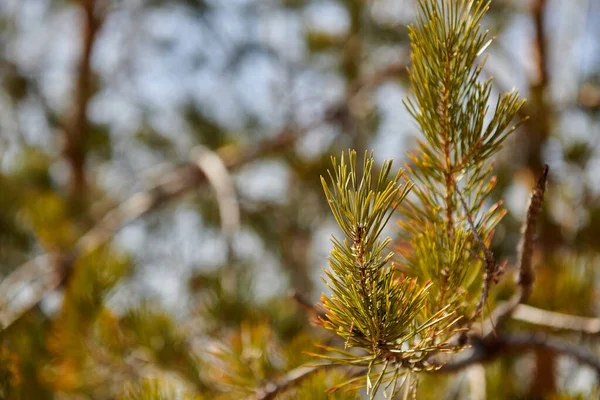 Zweige von Weihnachtsbäumen im Frühling vor dem Hintergrund des Himmels — Stockfoto