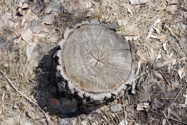 Belo toco de árvore na floresta de bétula sozinho — Fotografia de Stock