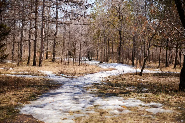 A neve quase derreteu no bosque de vidoeiro — Fotografia de Stock