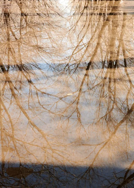 Отражение деревьев в луже весной — стоковое фото