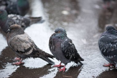 Dışarıda parkta güvercinlerle yağmur yağıyor.