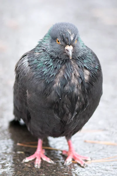 비를 맞고 있는 젖은 비둘기 — 스톡 사진