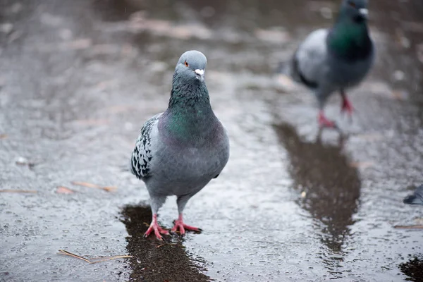 Chuva no parque com pombos na primavera — Fotografia de Stock