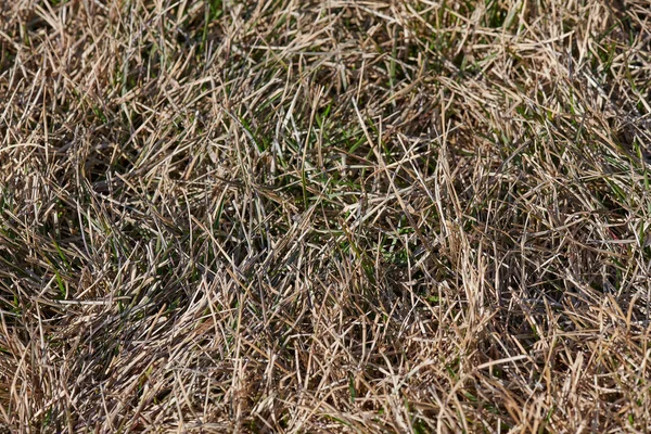 Agujas secas y hierba en el bosque de primavera —  Fotos de Stock