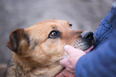 Başıboş bir köpeğin hüzünlü bakışları.
