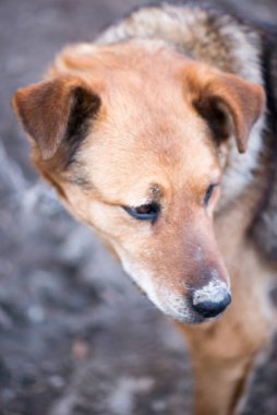 Büyük kızıl bir köpeğin portresi. Güzel.