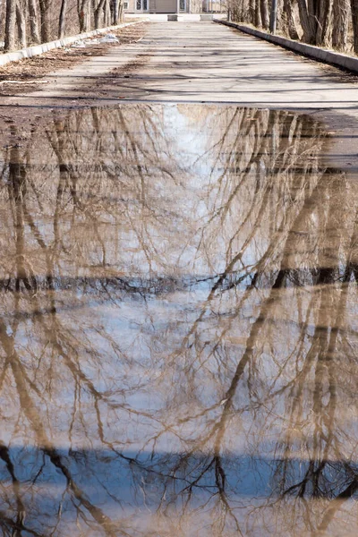 골목에 나무를 반사하는 큰 웅덩이 — 스톡 사진