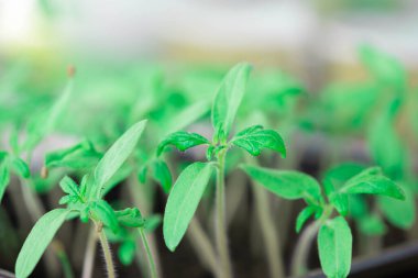 Biber fideleri güzel, yeşil ve yoğundur.