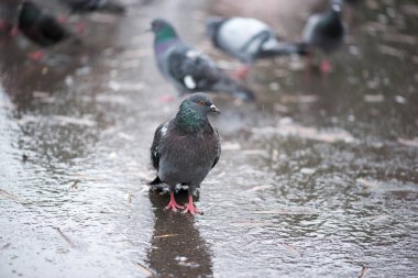 Yağmurun altındaki parkta bir kuşun fotoğrafı.