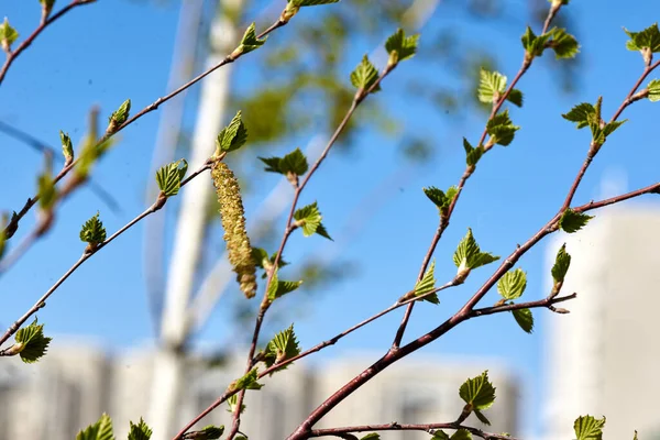 Birkenzweige mit Ohrringen beginnen zu blühen — Stockfoto