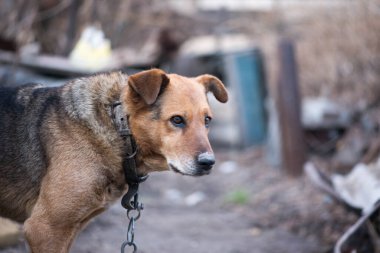 Tasmalı büyük, tüysüz bir köpek.
