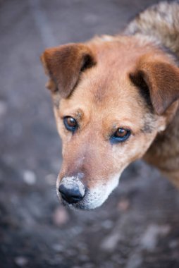 Sadece üzgün gözlü bir köpeğin kafası.
